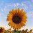 sunflower36002